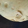 The Moon