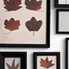 Carbonic Maple Leaves