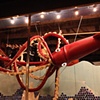 Giant Squid