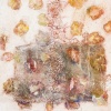Kelly's Petals 5