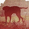"Il Cane Da Ferma E Riporto" Illustrazione 4
