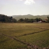Rice Fields, Thailand