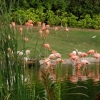 Parrot Jungle