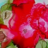 Holiday Flowers 2010