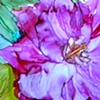 Camellia One
 by Tommy McDonell

