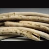 Bone Lore- detail