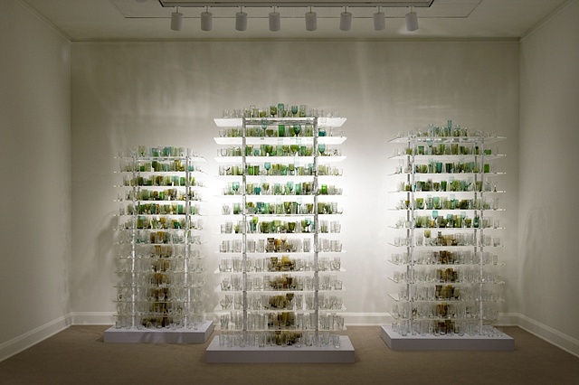 Forest Glass