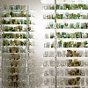Forest Glass