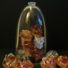 Roses2