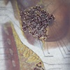 Breast II from The Anatomy Pages