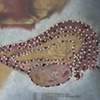 Uterus from The Anatomy Pages