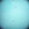 South of the Border