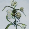 Rag Weed at Sedgewick