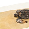 Turtle Hatch Detail
