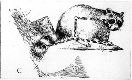 The Raccoon (An Asterism)
