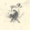 Raccoon Sketch