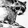 The Raccoon (An Asterism)