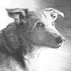 When the days of the old gray dog,
Had all been loved into evenings,
He aimed a little glance and a little thought,
At the sparkling forest he once saw,
In a younger dogs dream.