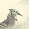Before Being Eaten, The Snails Always Argued with the Blue Jay, Claiming to Have Evidence from the Highest Authorities that the Powers of the Birds Were Grossly Exaggerated