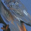 Cockatiel