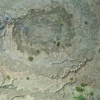 Petra lucida (detail)