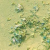 Vincta livida