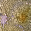 Untitled (detail 1)