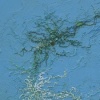 Nema stellata
