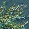 Filamentosa I