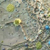 Petra lucida (detail)