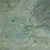 Petra lucida (detail)