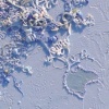 Filamentosa II
