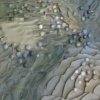 Mellis cunae (detail)