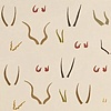 African Antlers