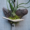 Tillandsia Garden 