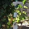 White Sea Glass Sun Catcher with Shell Charm - C250