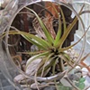 large Tilandsia in Glass Globe