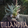 Tillandsia Gardens