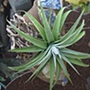 Tillandsia Garden 