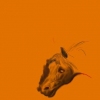 horse head study
