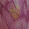 Pink lotus