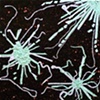Radiolarian/ 1