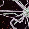 Radiolarian/ 1