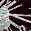 Radiolarian/ 1