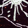 Radiolarian/ 1