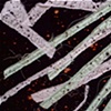 Radiolarian/ 1