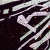 Radiolarian/ 1