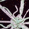 Radiolarian/ 1