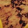 Black.Hole/1 -Bended Universe