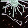 Radiolarian/ 1